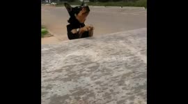 Dog hilariously fails to jump onto the back of a pick-up truck