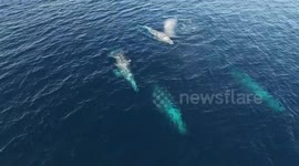 A pod of 4 gray whales