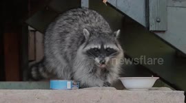 Raccoon eating cat food