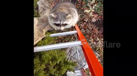 Funny raccoon wants to help decorate a tree