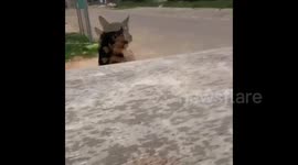 Dog hilariously fails to jump onto the back of a pick-up truck
