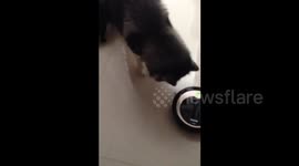 Dogs confused by robot vacuum cleaner