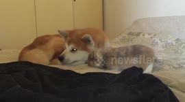 Excited rabbit does not know what to do around sleeping dog