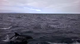 Mega pod of 1,000 dolphins off the coast of Australia