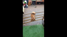 Dog fail