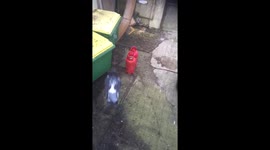 Trampolining pigeon