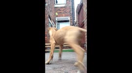 Pup fails verey funny