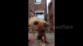 Plucky dog hilariously fails fence jump but won't give up