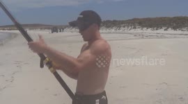 8 Foot Bronze Whaler Shark Caught While Beach Fishing