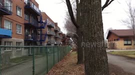 Awesome aerodynamic squirrel jumps in slow motion