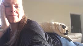 Lazy pug rests on owner's back