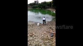 Catfish fight for food in dramatic nature footage