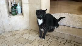 Cat takes a shower and shakes like a dog