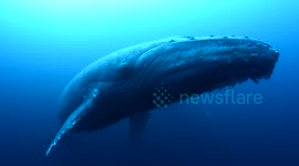 Sad humpback whale mourns the loss of her baby on camera