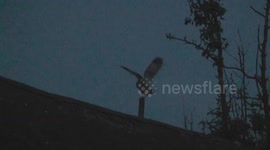 Three Owls