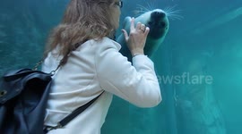 Zoo visitor tries to make seal dance