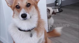Corgi dog suffers kitten abuse