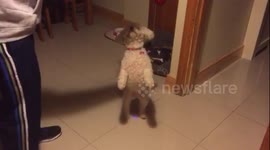 Puppy learning to walk on two legs, bouncing up and down