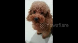 Poodle appears to cry tears like a human when it's told off by owner