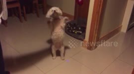 Cute puppy bounces up and down for treat