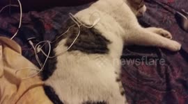 Cat Love to listen the song ''Hello-Adele'' in headphones and rellax