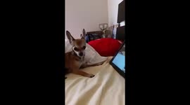 Chihuahua looks for a dog behind a tablet computer