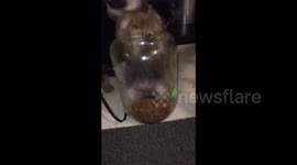 Puppy in Food Jar