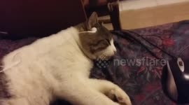 Cat listens to
