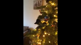 Kitten loves climbing the Christmas Tree