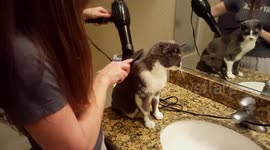 Cat likes getting his hair blow dried and brushed