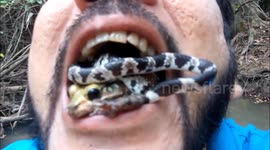 Poisonous frog and snake sandwich