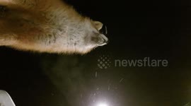 Fox steals Go Pro