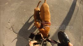 Walking 3 Dogs, Nightmare!