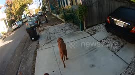 Black & Decker Finish Sander Dies.