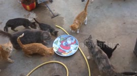 Cat owner trolls pets with Christmas prank