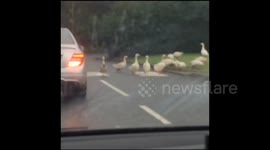 Organised family of geese use zebra crossing