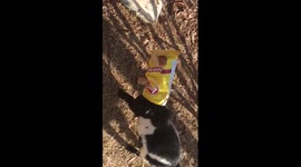 Small goat gets its head stuck in packet while eating crisps
