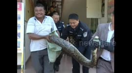 Giant python thought to be unusually old found on Chinese construction site