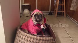 Adorable pug doesn't like her winter jumper