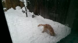 Dog's first encounter with snow