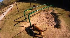 Kid Eats Fast To Pet Puppy