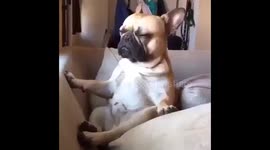 Perro durmiendose después de un largo día jajaja