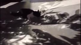 This cat kind of meows like a human