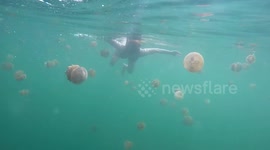 Woman swims in lake full of jellyfish