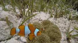 'Finding Nemo' fish seen by diver