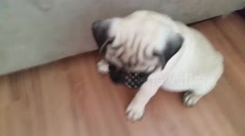 Cute pug puppy loves being chased
