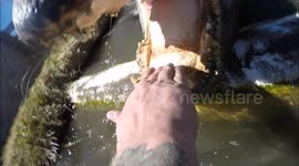 Man with GoPro on his arm puts his hand in an alligator's mouth