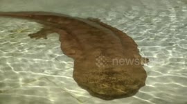 Ancient salamander found in China cave