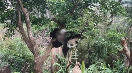 Bizarre moment clumsy giant panda TUMBLES from tree in Taiwanese zoo