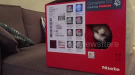 Cute cat opens a box door when you knock